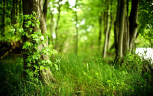 Serene Pathway In A Lush Green Forest Wallpaper