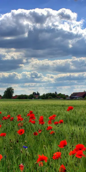 Serene Poppy Field At Sunset Wallpaper