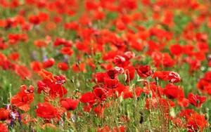 Serene Poppy Field At Sunset Wallpaper