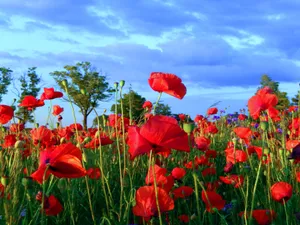 Serene Poppy Field At Sunset Wallpaper