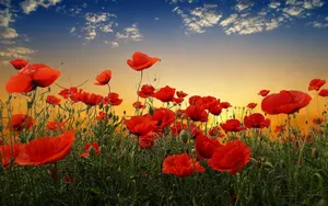 Serene Poppy Field At Sunset Wallpaper