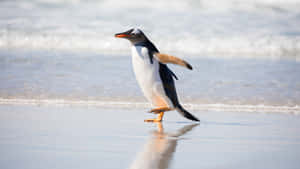 Serene Poppy Field In Clear Blue Sky Wallpaper