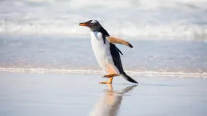 Serene Poppy Field In Clear Blue Sky Wallpaper