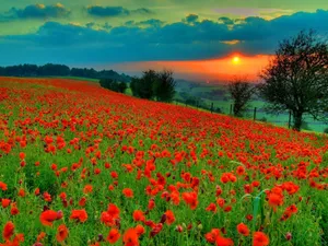 Serene Poppy Field In Full Bloom Wallpaper