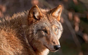 Serene Red Wolf Gazing Intently In A Forest Wallpaper