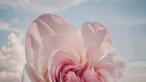 Serene_ Rose_ Against_ Sky_ Background.jpg Wallpaper