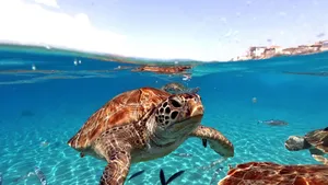 Serene Sea Turtle Swim Wallpaper