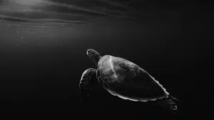 Serene Sea Turtle Swim Wallpaper