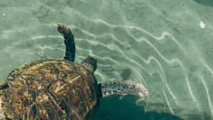 Serene Sea Turtle Swim Wallpaper