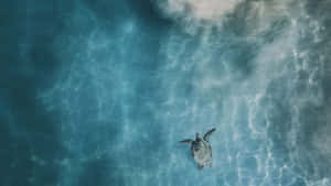 Serene Sea Turtle Swim Wallpaper