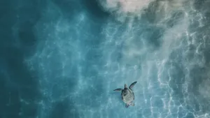 Serene Sea Turtle Swim Wallpaper