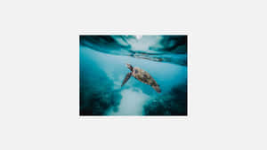 Serene Sea Turtle Swim Wallpaper