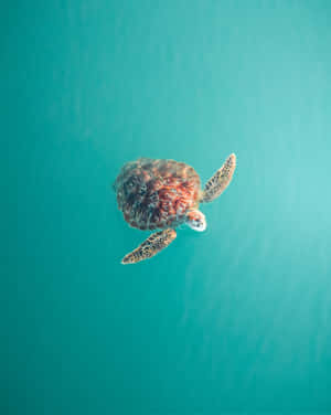 Serene Sea Turtle Swimming Wallpaper