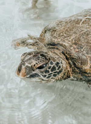 Serene Sea Turtle Swimming Wallpaper