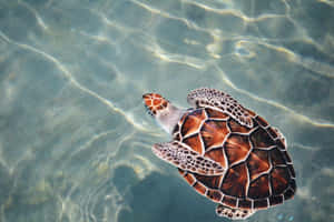 Serene_ Sea_ Turtle_ Swimming.jpg Wallpaper