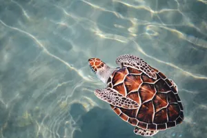 Serene_ Sea_ Turtle_ Swimming.jpg Wallpaper