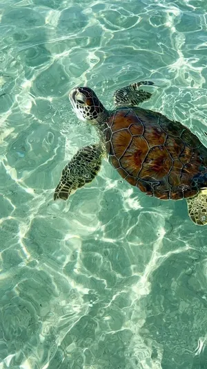 Serene_ Sea_ Turtle_ Swimming.jpg Wallpaper