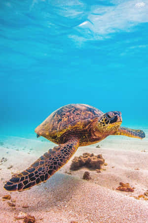 Serene Sea Turtle Swimming Wallpaper
