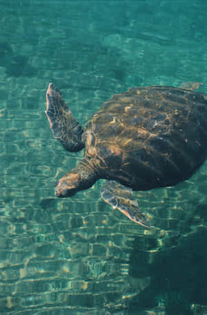 Serene Sea Turtle Swimming Wallpaper