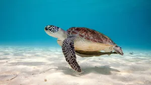 Serene Sea Turtle Swimming Wallpaper