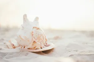 Serene Seashell Sunset Wallpaper