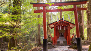 Serene Shinto Shrine Amid Lush Greenery And Traditional Torii Gate Wallpaper