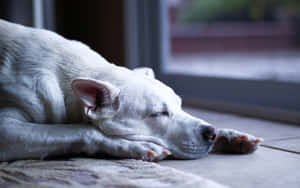 Serene Slumber Of A Lazy Dog Wallpaper