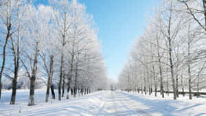 Serene Snowy Road During Winter Wallpaper