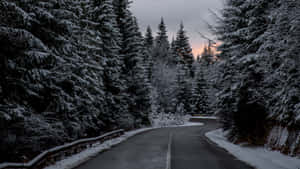 Serene Snowy Road Guided By Tree Lined Path Wallpaper