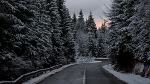 Serene Snowy Road Guided By Tree Lined Path Wallpaper