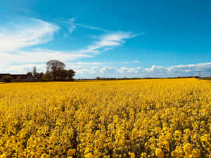 Serene Spring Fields Wallpaper