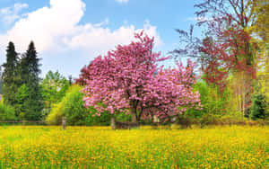 Serene Spring Landscape With A Blooming Meadow And A Crystal Clear Lake Wallpaper