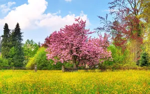 Serene Spring Landscape With A Blooming Meadow And A Crystal Clear Lake Wallpaper