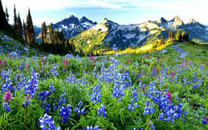 Serene Spring Landscape With Lush Green Fields And Clear Blue Sky Wallpaper