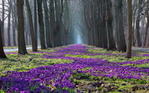 Serene Spring Landscape With Lush Green Fields Wallpaper