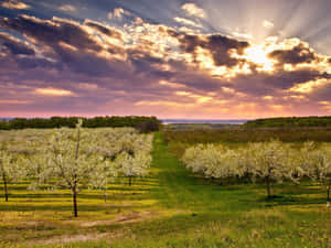 Serene Spring Landscape Wallpaper