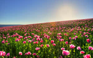 Serene Spring Meadow At Dawn Wallpaper