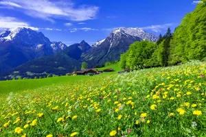 Serene Spring Meadow Wallpaper