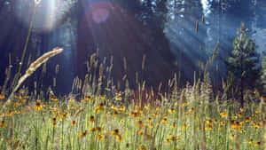 Serene Spring Meadow Wallpaper