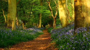 Serene Spring Outdoors Experience In The Beautiful Nature Wallpaper