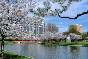 Serene Spring Park Scenery Wallpaper