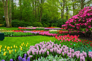 Serene Spring Park Scenery Wallpaper