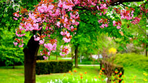 Serene Spring Park Scenery Wallpaper