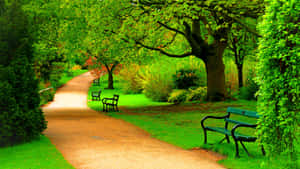 Serene Spring Park Scenery Wallpaper