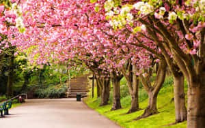 Serene Spring Park Scenery Wallpaper