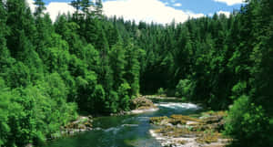 Serene Spring River Wallpaper