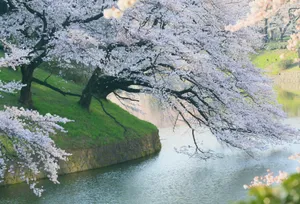 Serene Spring River Flowing Through Lush Green Forest Wallpaper