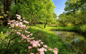 Serene Spring River Flowing Through The Lush Green Forest Wallpaper