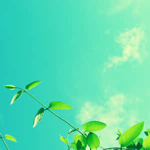 Serene Spring Sky Wallpaper