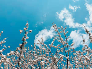 Serene Spring Sky With Rainbow Wallpaper